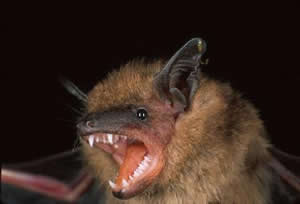 littlebrownbatsm